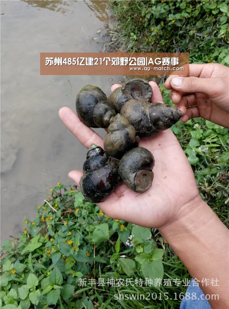 苏州485亿建21个郊野公园|AG赛事(图1) AG篮球